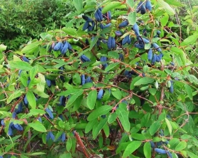 Жимолость "Синяя птица"