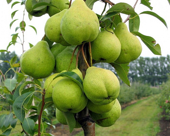 Груша колоновидная "Осенняя мечта"