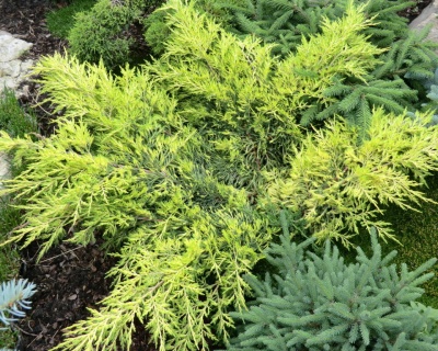 Можжевельник средний "Голд Стар"