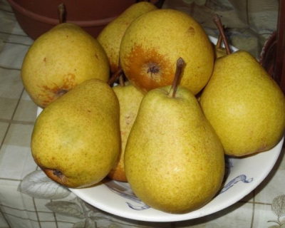 Груша "Бере Люка"