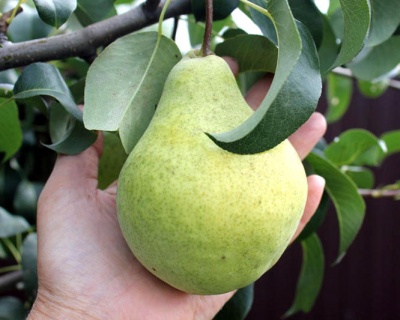 Груша колоновидная "Санреми"
