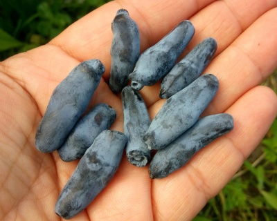 Жимолость "Голубое веретено"