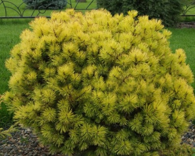 Сосна горная "Офир"