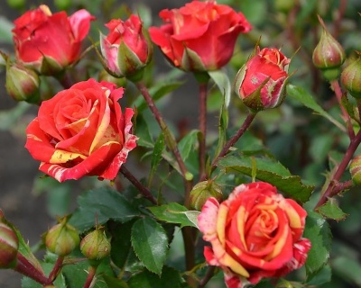 Спрей-роза «Файер Флеш» 