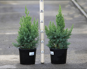 Можжевельник Китайский "Монарх"