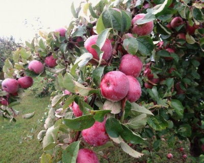 Яблоня "Имант"