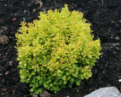Барбарис Тунберга "Tiny Gold"