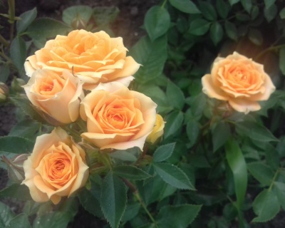 Спрей-роза «Макарена» 