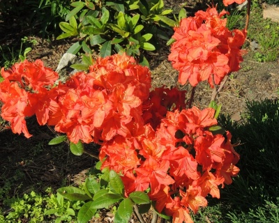 Азалия крупноцветковая "Фейерверк"