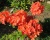 Азалия крупноцветковая "Фейерверк"