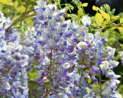 Глициния обильноцветущая "Мультиюга"