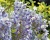 Глициния обильноцветущая "Мультиюга"