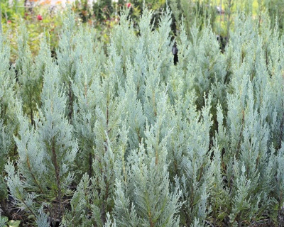 Можжевельник скальный "Мунглоу"