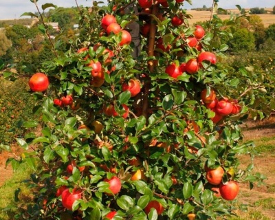 Яблоня "Хоней (Хани) Крисп" 