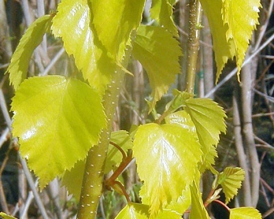 Береза бородавчатая "Голден Клоуд"