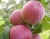 Яблоня "Имант"