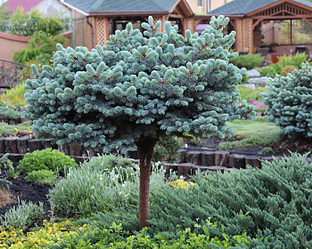 Ель колючая "Глаука Глобоза" (штамбовая форма)