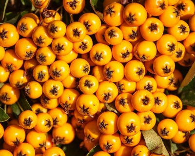 Пираканта "Тетон"