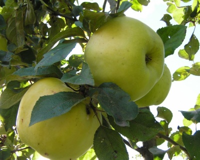 Яблоня "Антоновка"