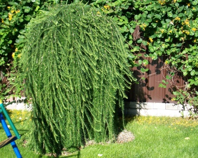 Лиственница Европейская "Пендула" (штамбовая форма)