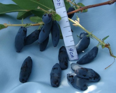 Жимолость "Дочь Великана"