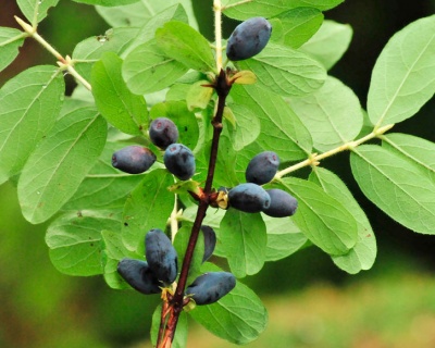 Жимолость "Изюминка"