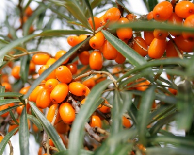 Облепиха "Пламенная" (женская)