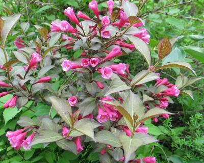 Вейгела цветущая "Victoria"