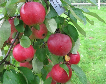 Яблоня "Белорусское сладкое"