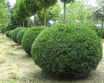 Самшит вечнозеленый «Ротундифолия»(Р-9)