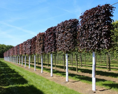 Бук лесной Атропуницеа