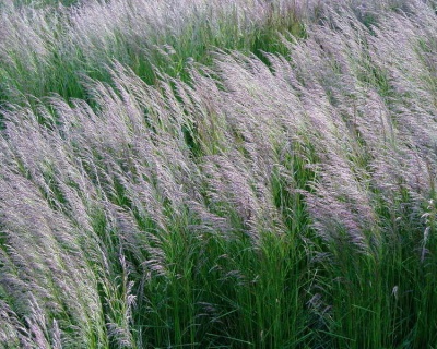 Щучка дернистая "Бронзешлеер"