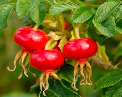 Шиповник "Яблочный"