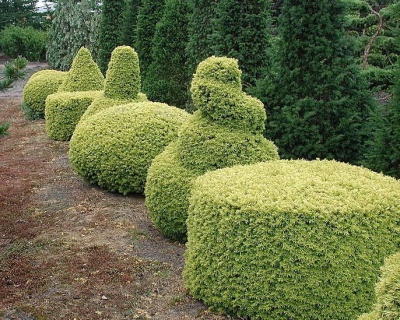 Тис ягодный "Семперауреа"