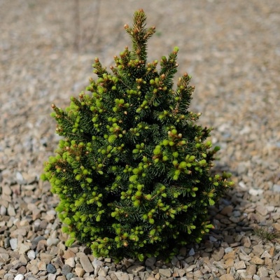 Ель обыкновенная "Вилс Цверг"
