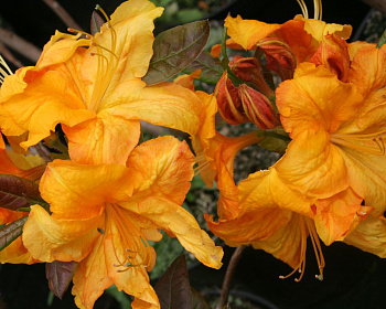 Азалия крупноцветковая "Клондайк"