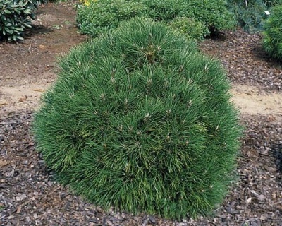 Сосна черная "Спилберг"