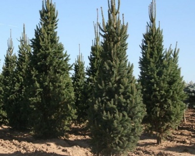 Ель обыкновенная "Купрессина"
