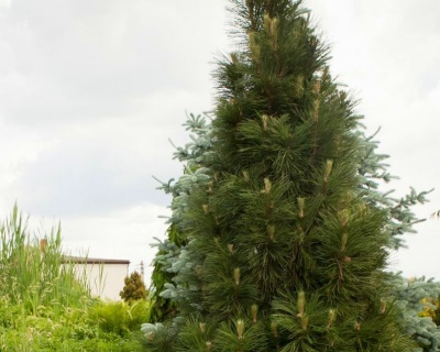 Сосна черная "Грин Рокет"