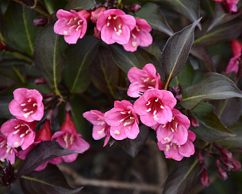 Вейгела цветущая "Alexandra"