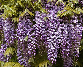 Глициния обильноцветущая "Виолацеа Плена"