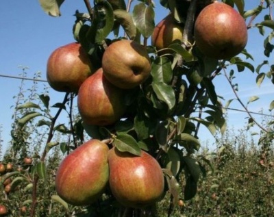 Груша колоновидная "Г-1"