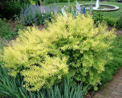 Спирея тунберга "Огон"