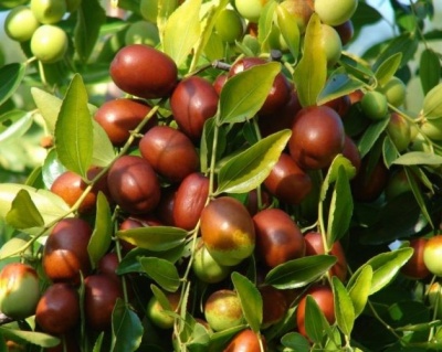 Зизифус "Конфетный"