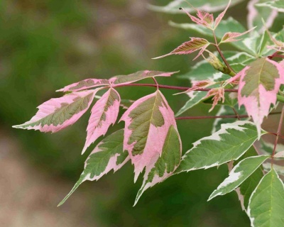 Клен ясенелистный "Фламинго"