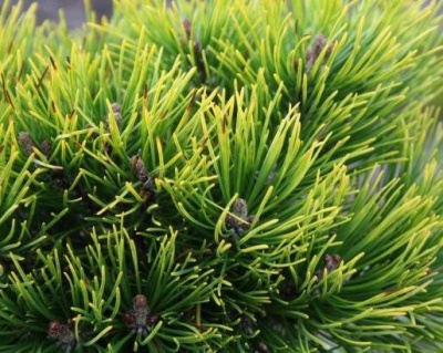 Сосна горная "Офир" (штамбовая форма)