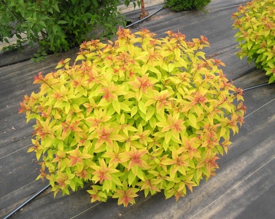 Спирея японская "Голден Принцесс"