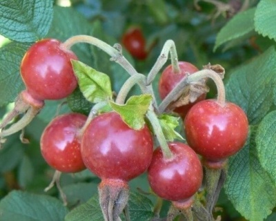 Шиповник "Юбилейный"