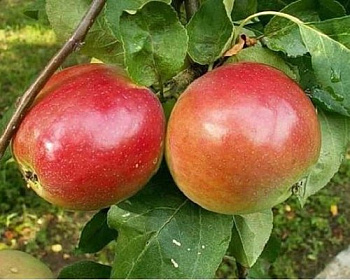 Яблоня "Квинти"