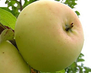 Яблоня "Банановое"